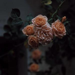 超级级碰碰费视频免
